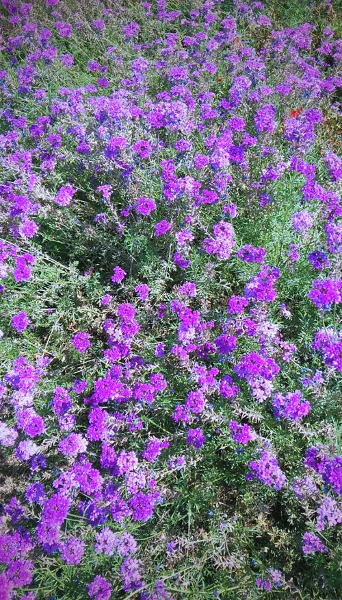 美女樱和细叶美女樱的区别，美女樱和细叶美女樱的区别在哪？-第4张图片-优品飞百科