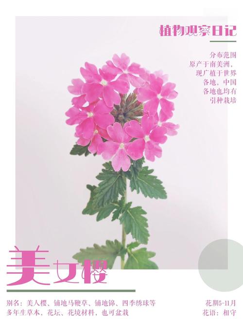 美女樱和细叶美女樱的区别，美女樱和细叶美女樱的区别在哪？-第5张图片-优品飞百科