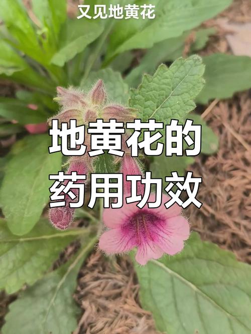 地黄的功效与作用？当归的功效与作用？-第1张图片-优品飞百科
