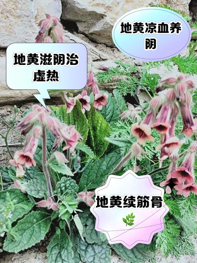 地黄的功效与作用？当归的功效与作用？-第3张图片-优品飞百科