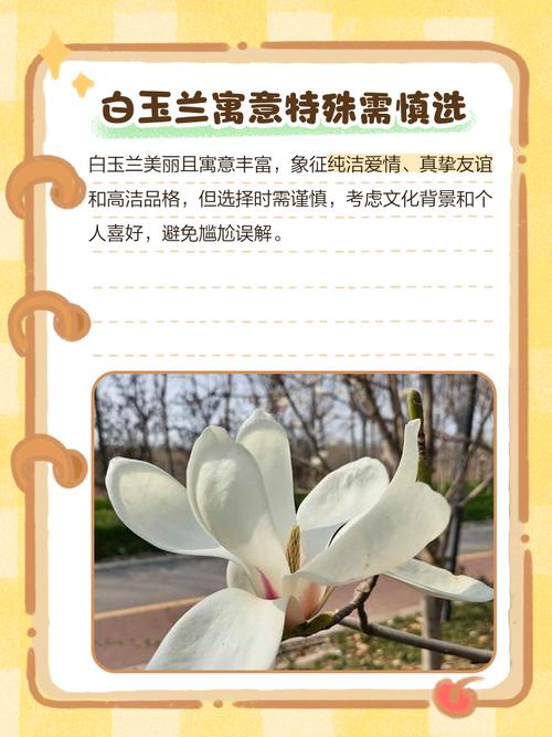 白玉兰花语和含义，白玉兰的花意-第1张图片-优品飞百科