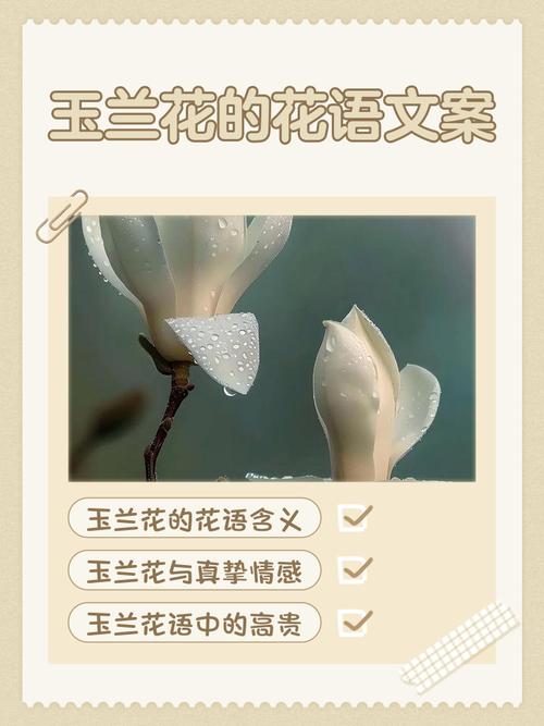 白玉兰花语和含义，白玉兰的花意-第2张图片-优品飞百科