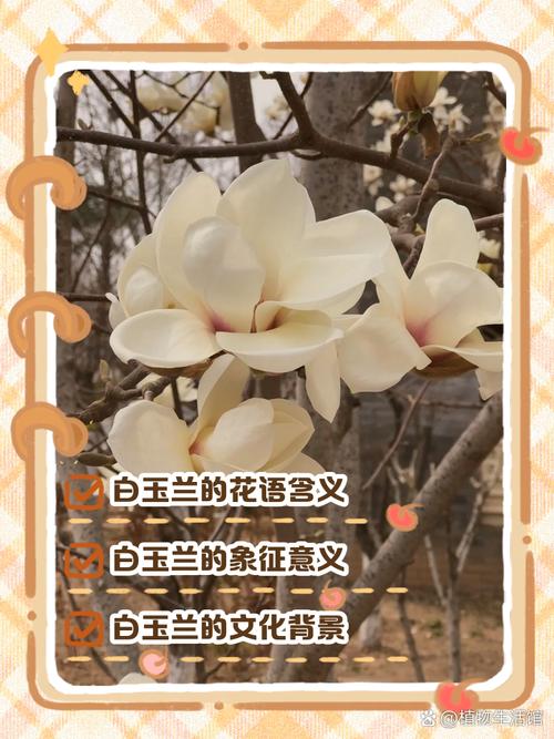 白玉兰花语和含义，白玉兰的花意-第3张图片-优品飞百科