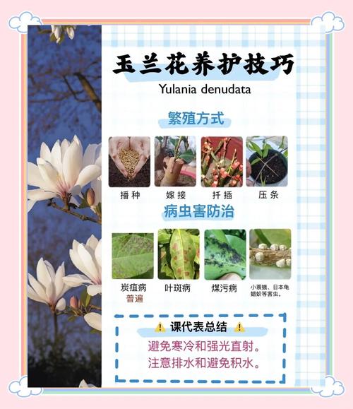 白玉兰花语和含义，白玉兰的花意-第4张图片-优品飞百科