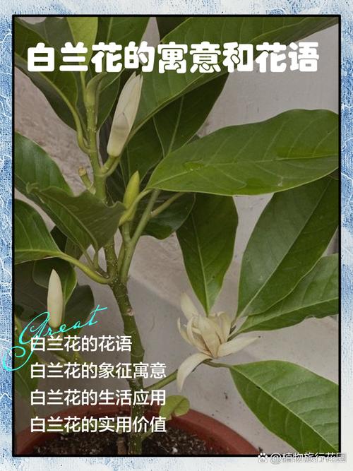 白玉兰花语和含义，白玉兰的花意-第6张图片-优品飞百科