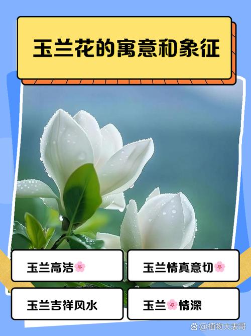 白玉兰花语和含义，白玉兰的花意-第7张图片-优品飞百科