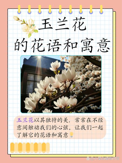 白玉兰花语和含义，白玉兰的花意-第8张图片-优品飞百科