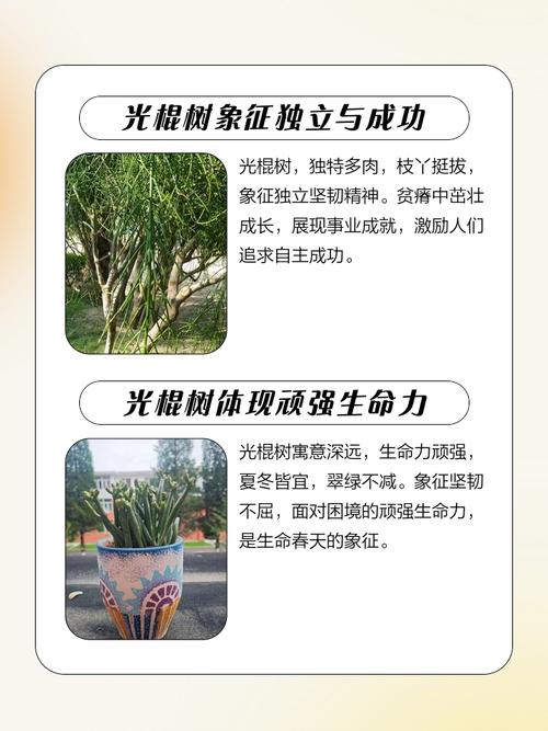 光棍树的功效和作用？光棍树的功效与作用？-第1张图片-优品飞百科