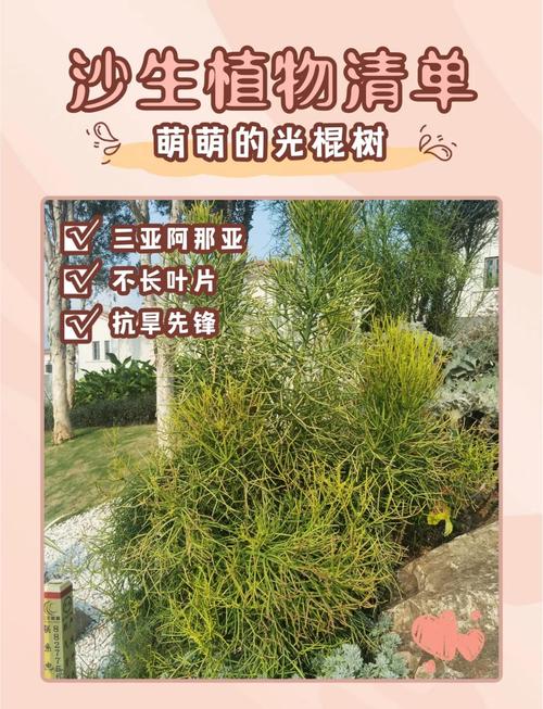 光棍树的功效和作用？光棍树的功效与作用？-第2张图片-优品飞百科