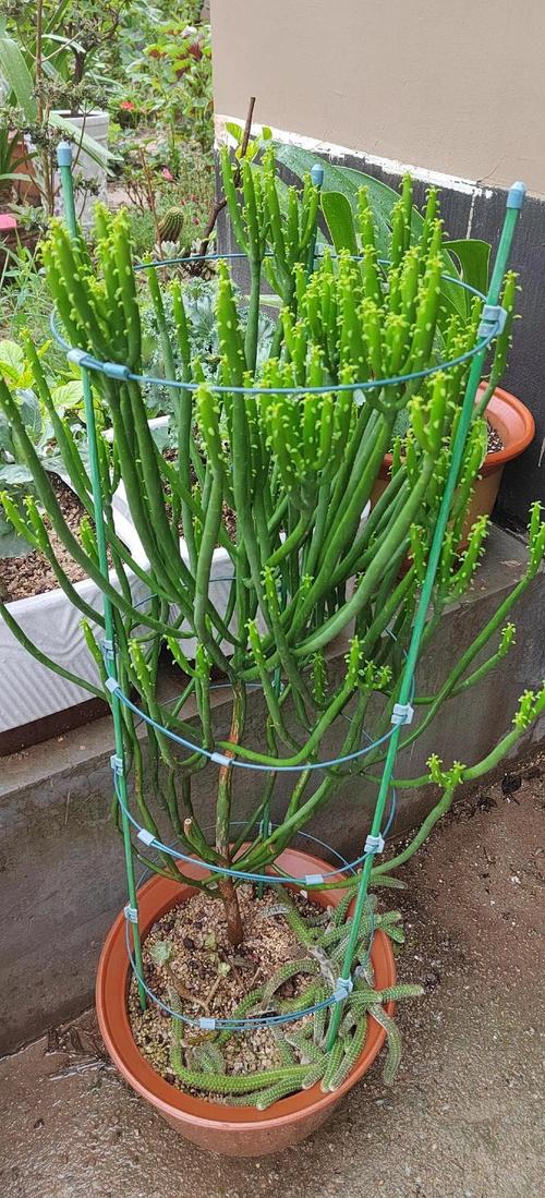 光棍树的功效和作用？光棍树的功效与作用？-第3张图片-优品飞百科