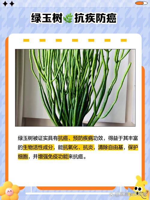 光棍树的功效和作用？光棍树的功效与作用？-第4张图片-优品飞百科