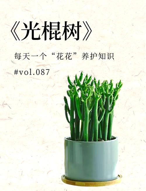 光棍树的功效和作用？光棍树的功效与作用？-第5张图片-优品飞百科