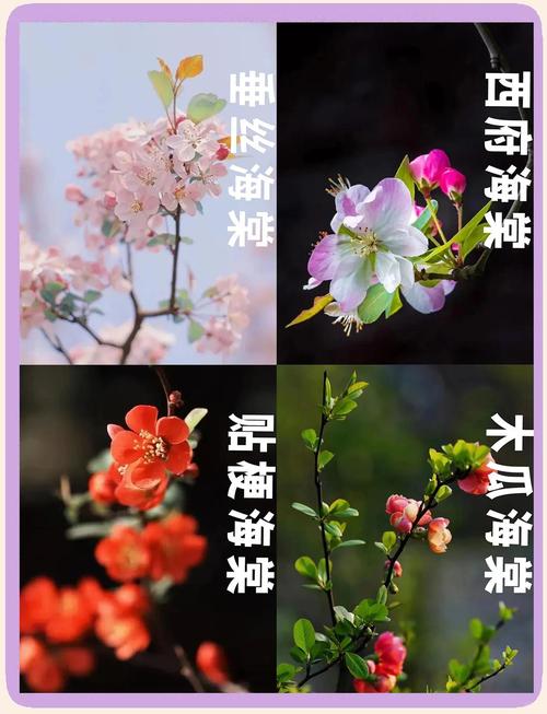 代表离别的花语，代表离别的花语是哪种花？-第2张图片-优品飞百科