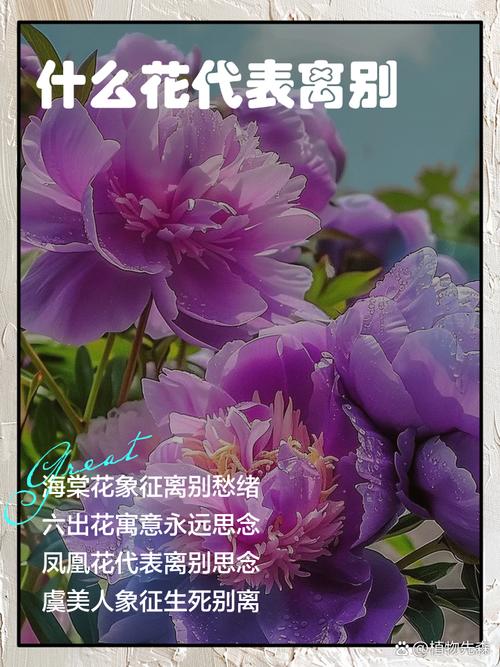 代表离别的花语，代表离别的花语是哪种花？-第3张图片-优品飞百科