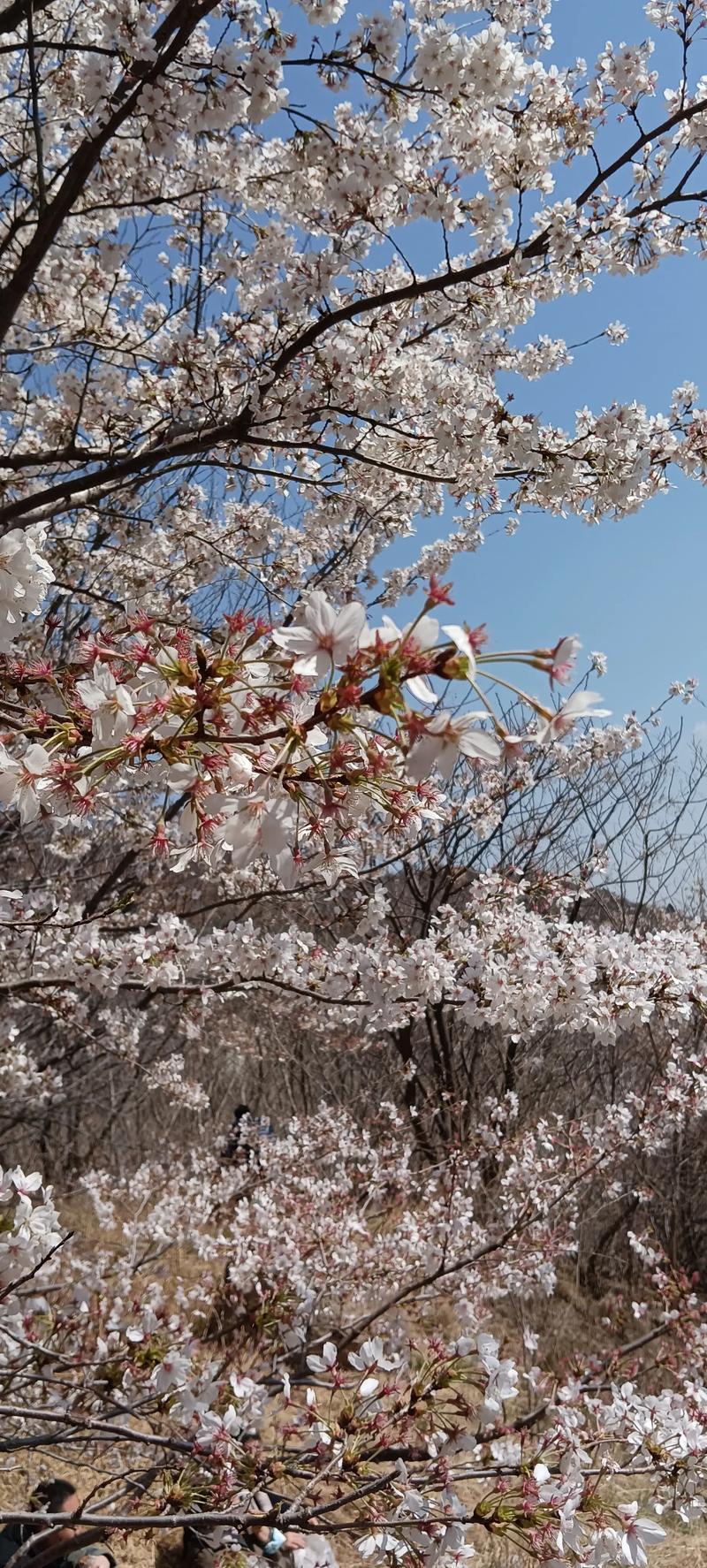 山东滨州一周天气预报,山东滨州一周天气预报七天?-第2张图片-优品飞百科 山东滨州一周天气预报,山东滨州一周天气预报七天?-第2张图片-优品飞百科