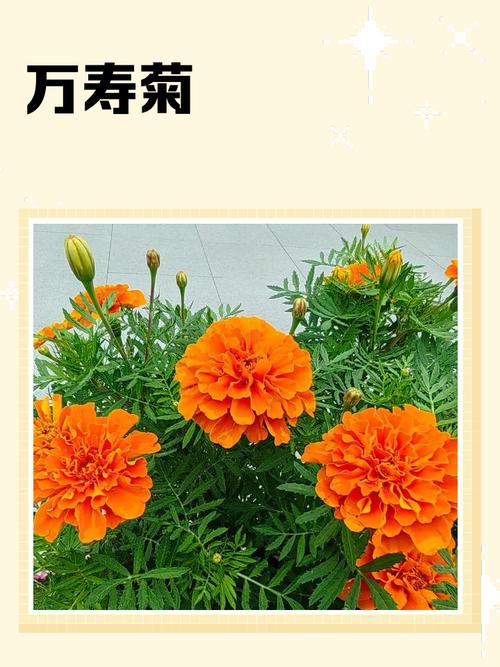 万寿菊的花语和寓意，有什么传说故事，万寿菊的花语是什么意思-第1张图片-优品飞百科