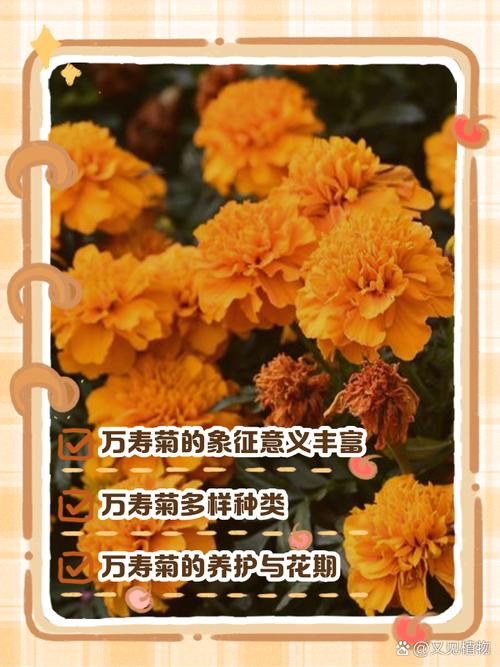 万寿菊的花语和寓意，有什么传说故事，万寿菊的花语是什么意思-第2张图片-优品飞百科