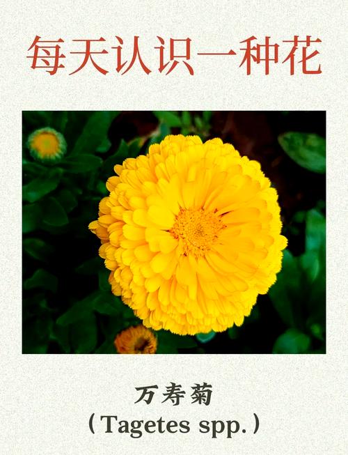 万寿菊的花语和寓意，有什么传说故事，万寿菊的花语是什么意思-第6张图片-优品飞百科