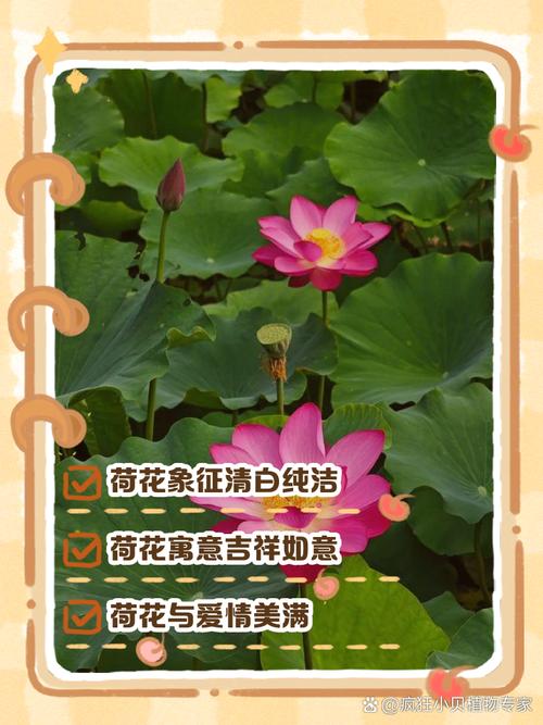 莲花的象征意义，澳门莲花的象征意义？-第2张图片-优品飞百科