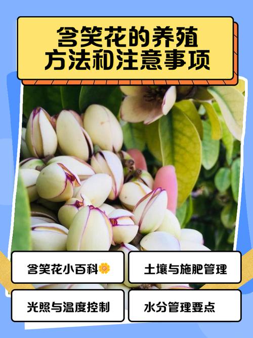 含笑花的功效与作用？含笑花的功效和作用？-第2张图片-优品飞百科