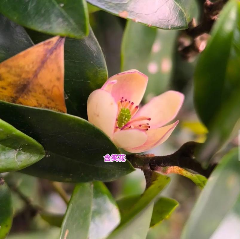 含笑花的功效与作用？含笑花的功效和作用？-第4张图片-优品飞百科