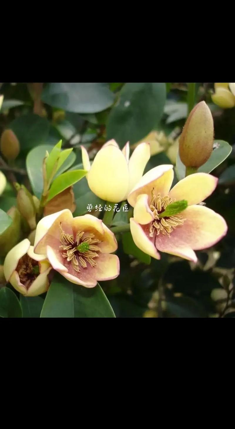 含笑花的功效与作用？含笑花的功效和作用？-第5张图片-优品飞百科