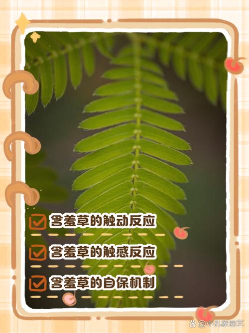 含羞草为什么叫含羞草，为什么一碰叶子就会收起来，含羞草为什么会这样？-第1张图片-优品飞百科