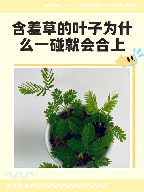 含羞草为什么叫含羞草，为什么一碰叶子就会收起来，含羞草为什么会这样？-第2张图片-优品飞百科