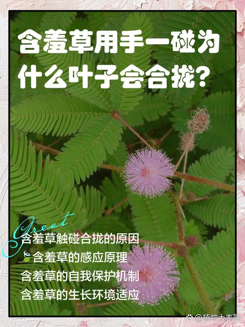 含羞草为什么叫含羞草，为什么一碰叶子就会收起来，含羞草为什么会这样？-第3张图片-优品飞百科