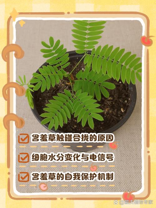 含羞草为什么叫含羞草，为什么一碰叶子就会收起来，含羞草为什么会这样？-第4张图片-优品飞百科