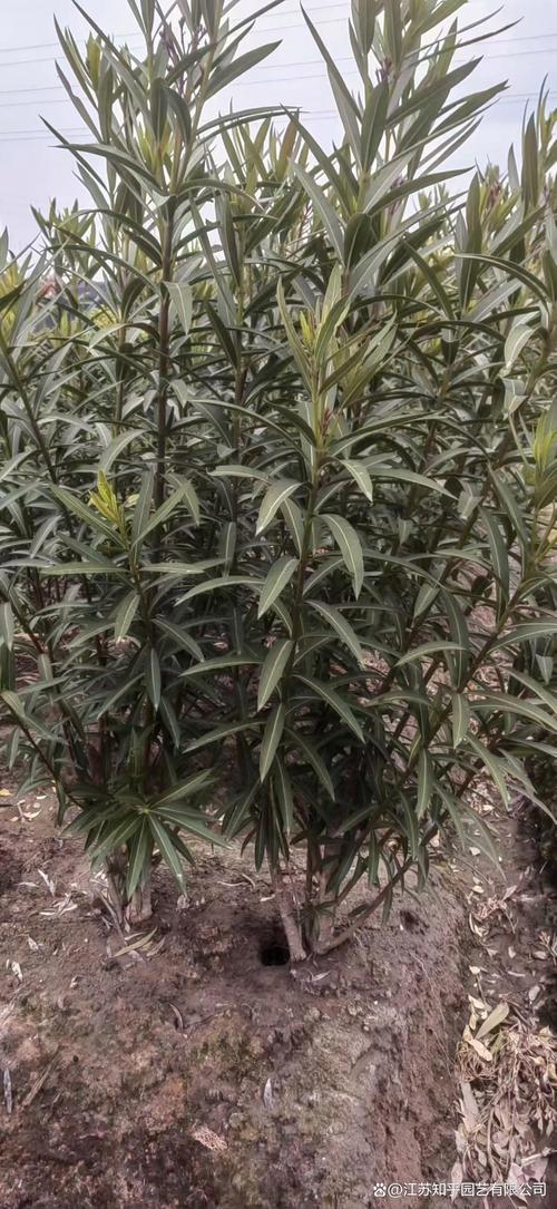 瑞香和夹竹桃的区别，夹竹桃香不香？-第1张图片-优品飞百科