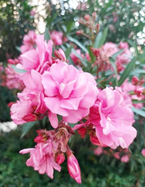 瑞香和夹竹桃的区别，夹竹桃香不香？-第2张图片-优品飞百科