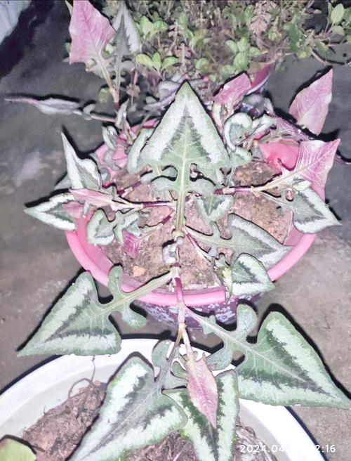 瑞香和夹竹桃的区别，夹竹桃香不香？-第3张图片-优品飞百科