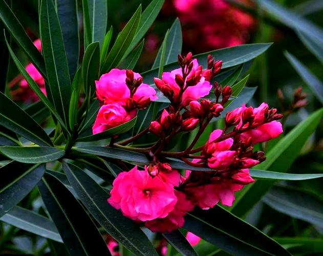 瑞香和夹竹桃的区别，夹竹桃香不香？-第4张图片-优品飞百科