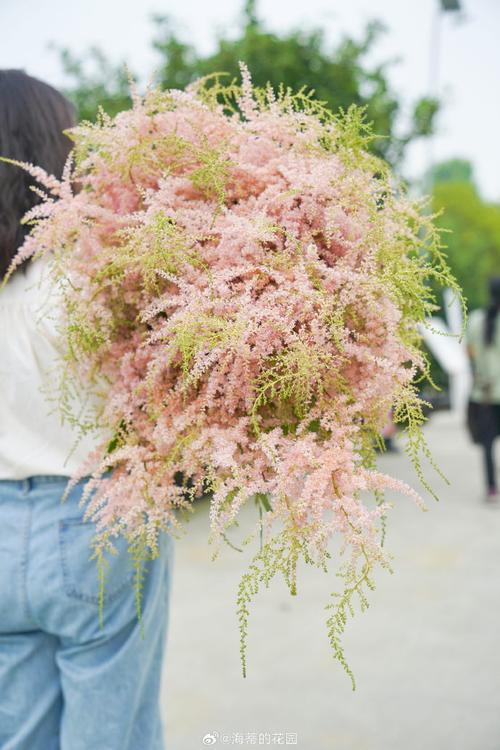 瑞香和夹竹桃的区别，夹竹桃香不香？-第5张图片-优品飞百科