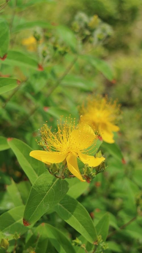 瑞香和夹竹桃的区别，夹竹桃香不香？-第8张图片-优品飞百科