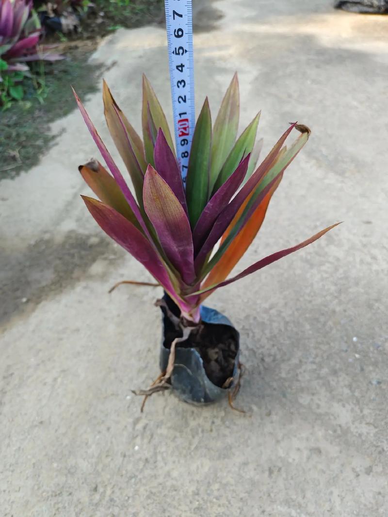 蚌兰花在家养好吗，蚌兰花在家养好吗怎么养？-第2张图片-优品飞百科