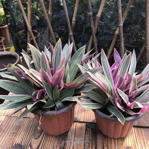 蚌兰花在家养好吗，蚌兰花在家养好吗怎么养？-第4张图片-优品飞百科