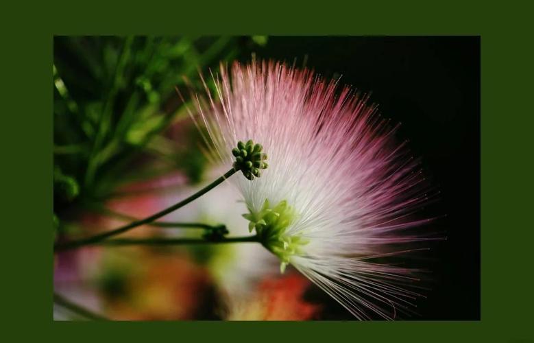 家庭种植花卉的花语总结，家庭养花品种及花名-第6张图片-优品飞百科