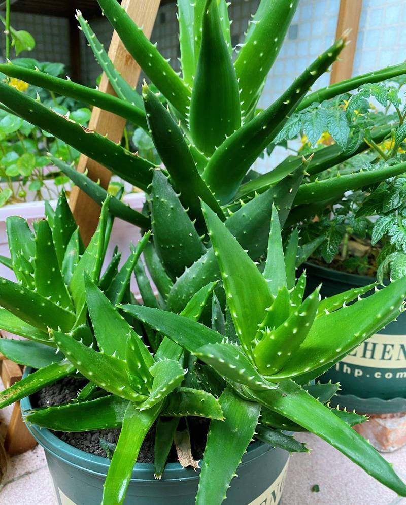 芦荟的品种，芦荟的特点，芦荟的品种有哪些芦荟的图片？-第2张图片-优品飞百科