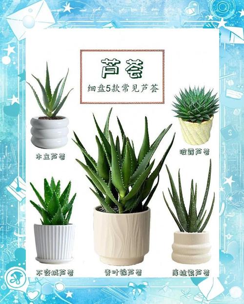 芦荟的品种，芦荟的特点，芦荟的品种有哪些芦荟的图片？-第3张图片-优品飞百科