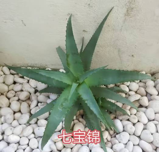 芦荟的品种，芦荟的特点，芦荟的品种有哪些芦荟的图片？-第4张图片-优品飞百科