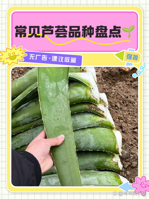 芦荟的品种，芦荟的特点，芦荟的品种有哪些芦荟的图片？-第5张图片-优品飞百科