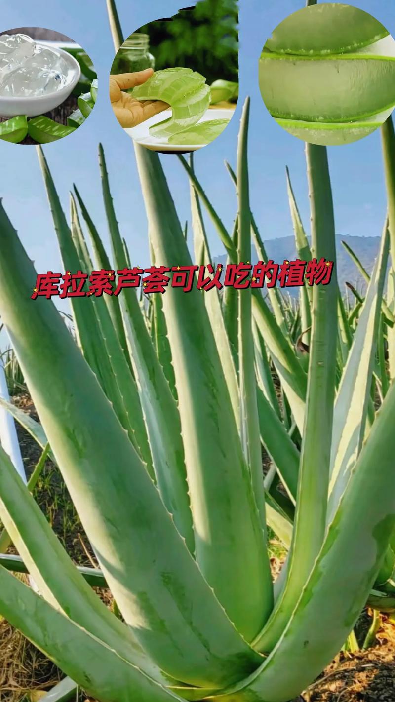 芦荟的品种，芦荟的特点，芦荟的品种有哪些芦荟的图片？-第6张图片-优品飞百科