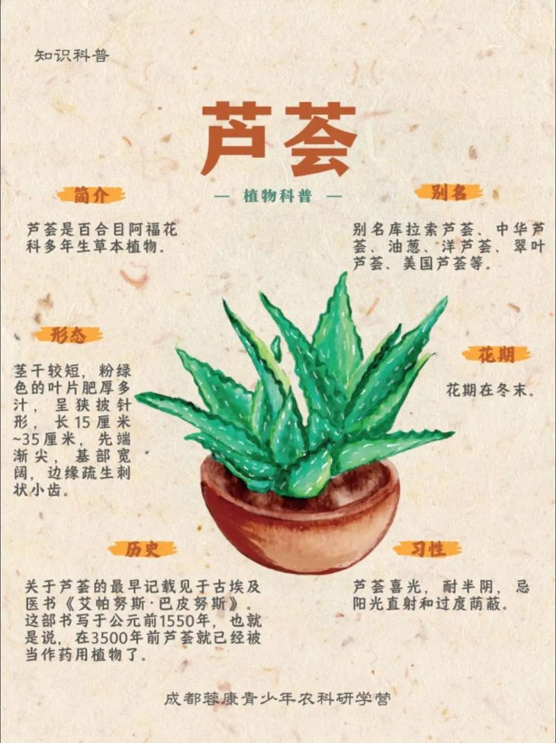 芦荟的品种，芦荟的特点，芦荟的品种有哪些芦荟的图片？-第7张图片-优品飞百科
