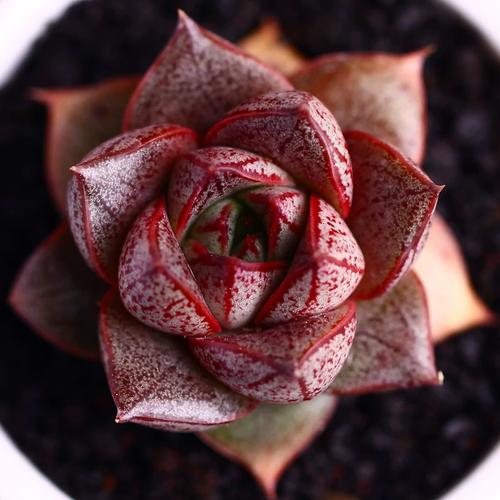 大和锦有什么作用？大和锦出状态是什么样子？-第2张图片-优品飞百科