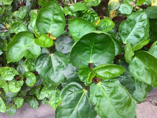 大和锦有什么作用？大和锦出状态是什么样子？-第3张图片-优品飞百科