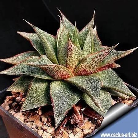 大和锦有什么作用？大和锦出状态是什么样子？-第4张图片-优品飞百科