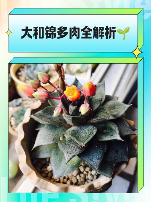 大和锦有什么作用？大和锦出状态是什么样子？-第5张图片-优品飞百科