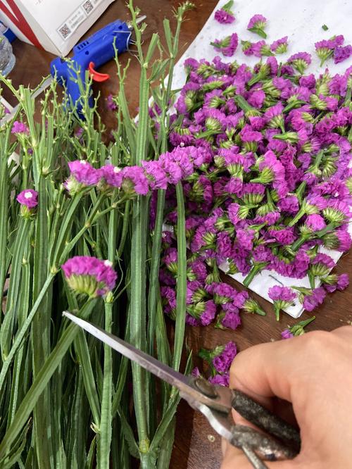 勿忘我有什么作用？勿忘我有什么作用与功效？-第5张图片-优品飞百科